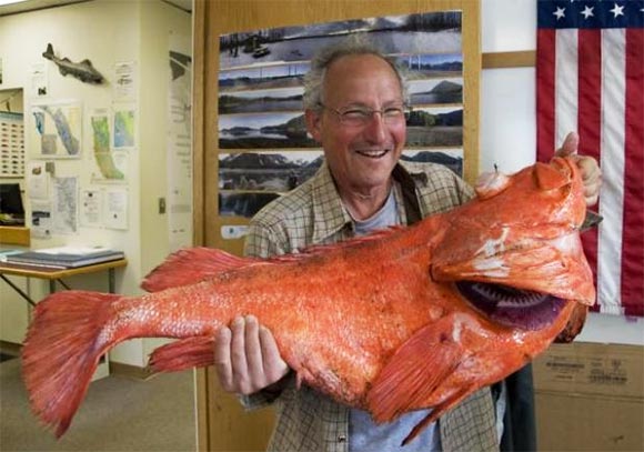 Record Rockfish