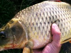 Carp Fishing: Fishing for Giant Carp Carp Fishing