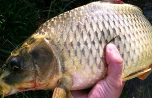 Carp Fishing: Fishing for Giant Carp Carp Fishing