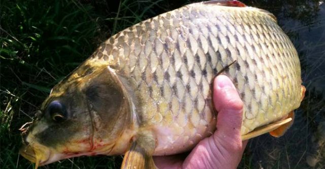 Carp Fishing