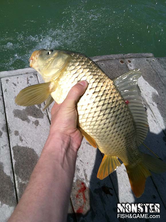 Common Carp