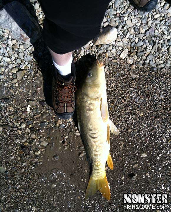 Mirror Carp Caught at Yuba