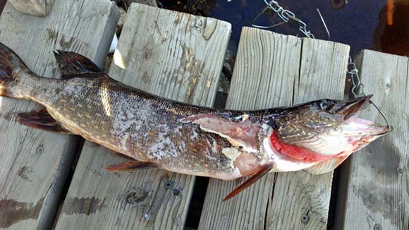 Small Pike on Stringer