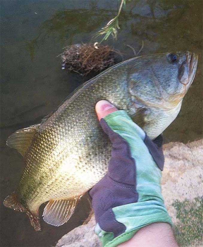 Largemouth Bass