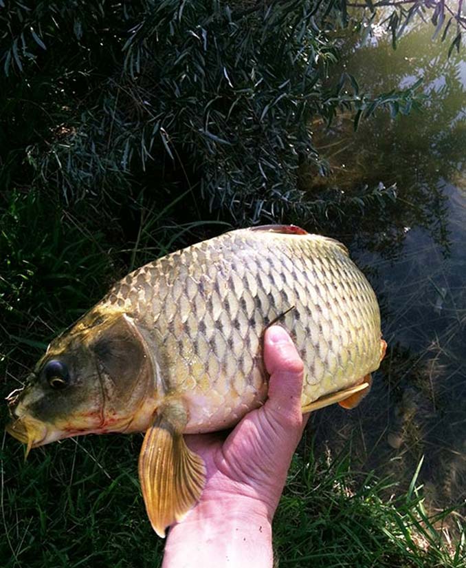 Carp Pond Fishing