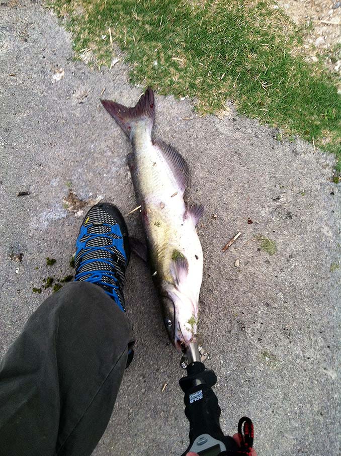 Catfish on a Senko