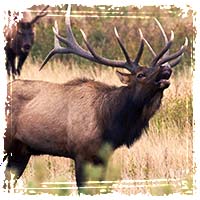 Elk