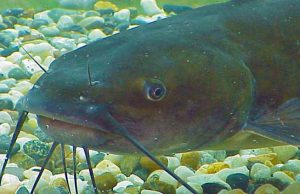 Fishing Fast Moving Rivers for Catfish