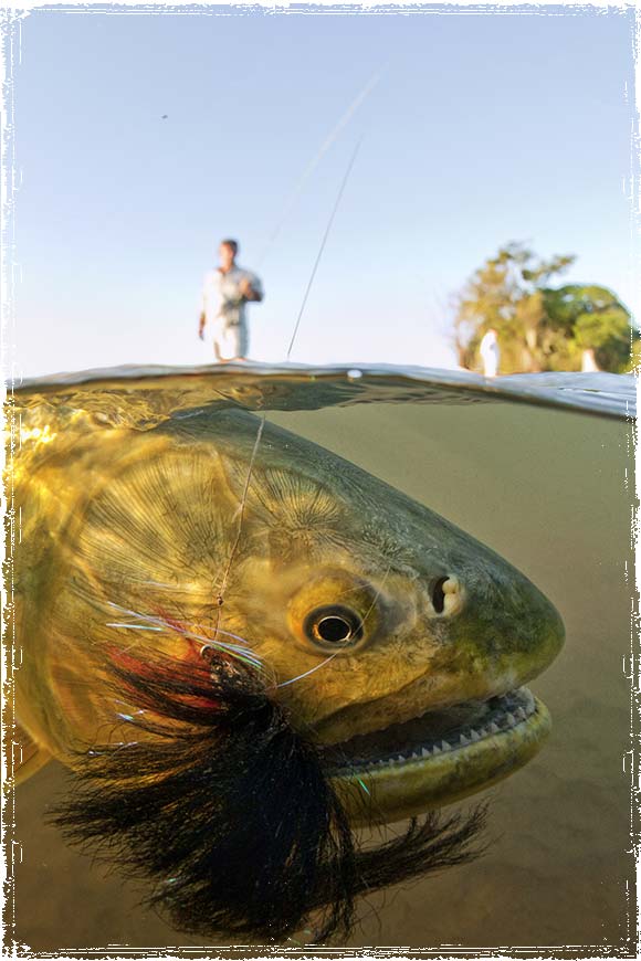 Fishing Golden Dorado Argentina