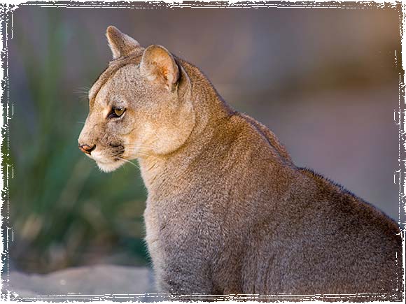 Patagonia Puma