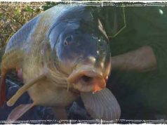 Beginner Carp Fishing: It’s all about the right gear Monster Carp