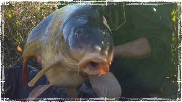 Premium Photo  Carp Fishing Equipment on the Bank of a River