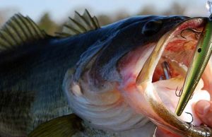 Top Fishing Websites