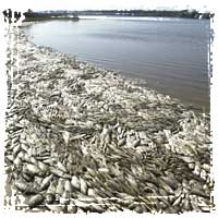 Helms Lake Fish Die-off