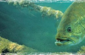 5 Fishing Tips that will help you Catch more Fish Bass Near Fallen Trees and Structure