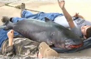 114-pound blue catfish caught by 12-year-old boy: He credits Vienna Sausages Record 114 Pound Blue Catfish