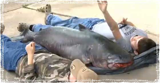 Record 114 Pound Blue Catfish