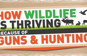 How Guns and Hunting have Helped Wildlife Thrive