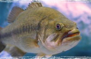 Cold Weather Bass Fishing Bass Deep in Cold Water