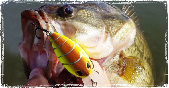 Bass Caught in Winter using a Crankbait