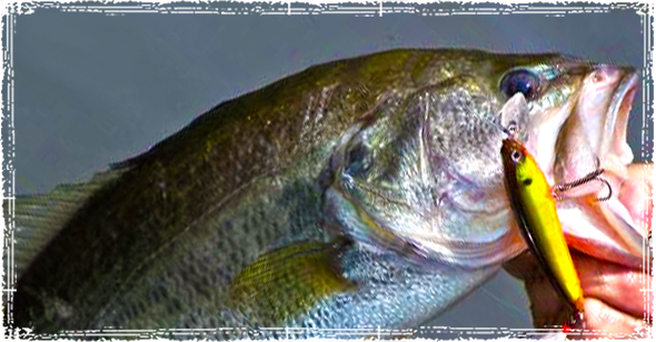 Jerkbait Fishing for Bass in Colder Waters - Legendary Whitetails - Legendary  Whitetail's Blog