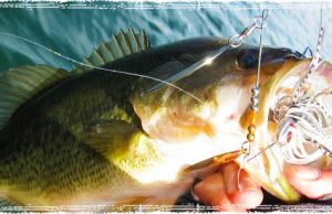Wintertime Bass Fishing: Top lures for cold weather bass fishing Bass Caught in Cold Water using a Spinnerbait