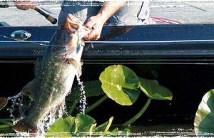 BASS Fishing: Pro Angler Techniques for catching Bass and becoming a better fisherman