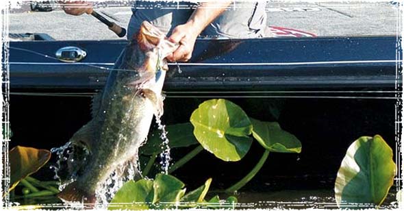 Professional Bass Fishing Techniques to Help you Catch More Fish