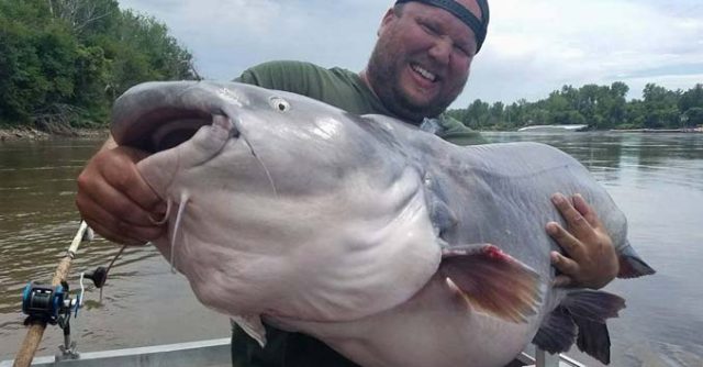 Monster Blue Catfish