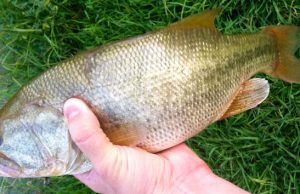 Proposal to Eradicate California’s Bass Population Withdrawn: Anglers Defeat Anti-Fishing Groups Largemouth Bass