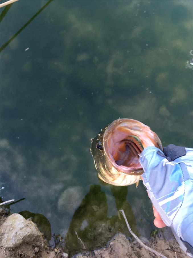 Catch and Release at Floyd Lamb