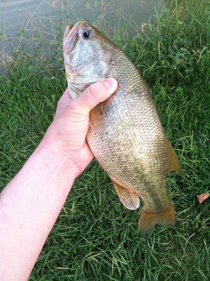 Another perch I caught in Toole Springs.