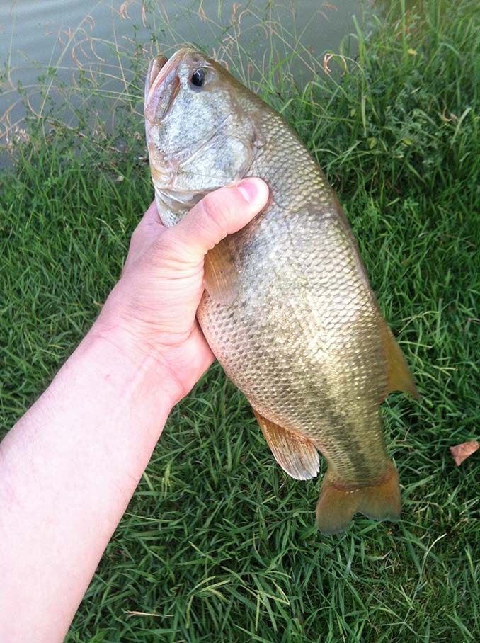 Another Bass I caught at Tule Springs