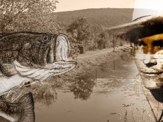 23 Country Music Songs About Fishing Country Music Fishing Songs