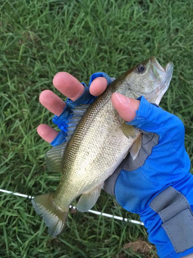 Small Bass