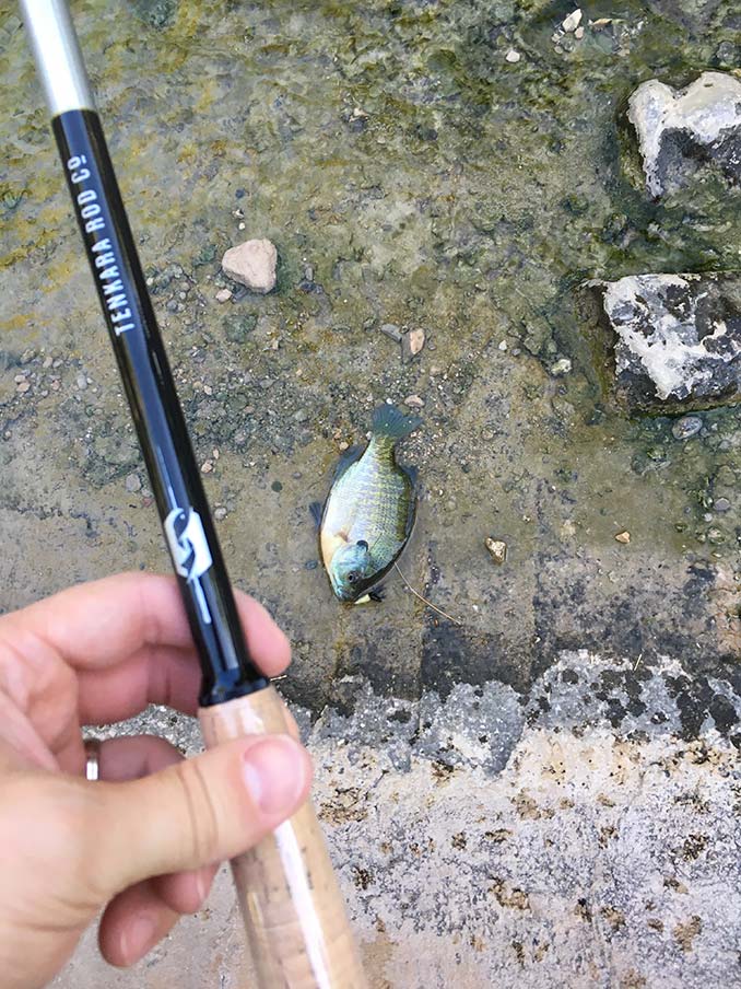 Panfish on a Tenkara rod in the springs of Thule