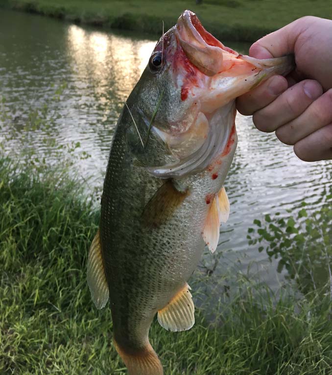 Falltime Bass Fishing