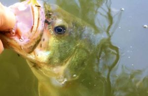 Fall Fishing Tips: Catching more Fish as we Transition into Fall Largemouth Bass Fishing