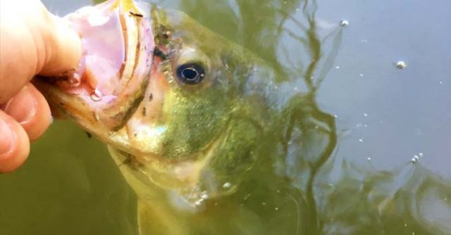 Largemouth Bass Fishing