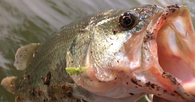 Catching a Largemouth Bass