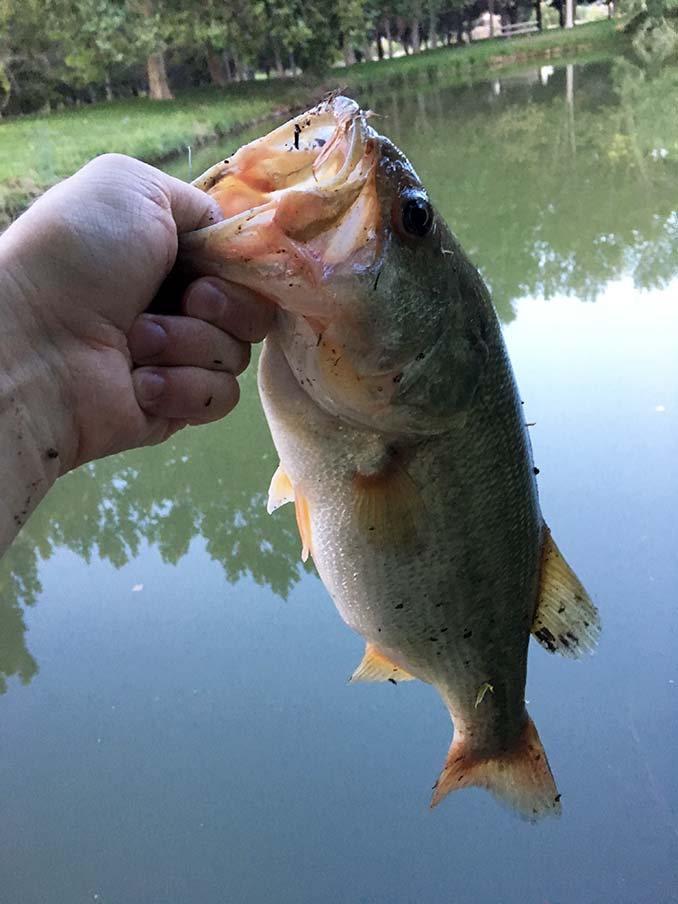 Pond Fishing for Bass