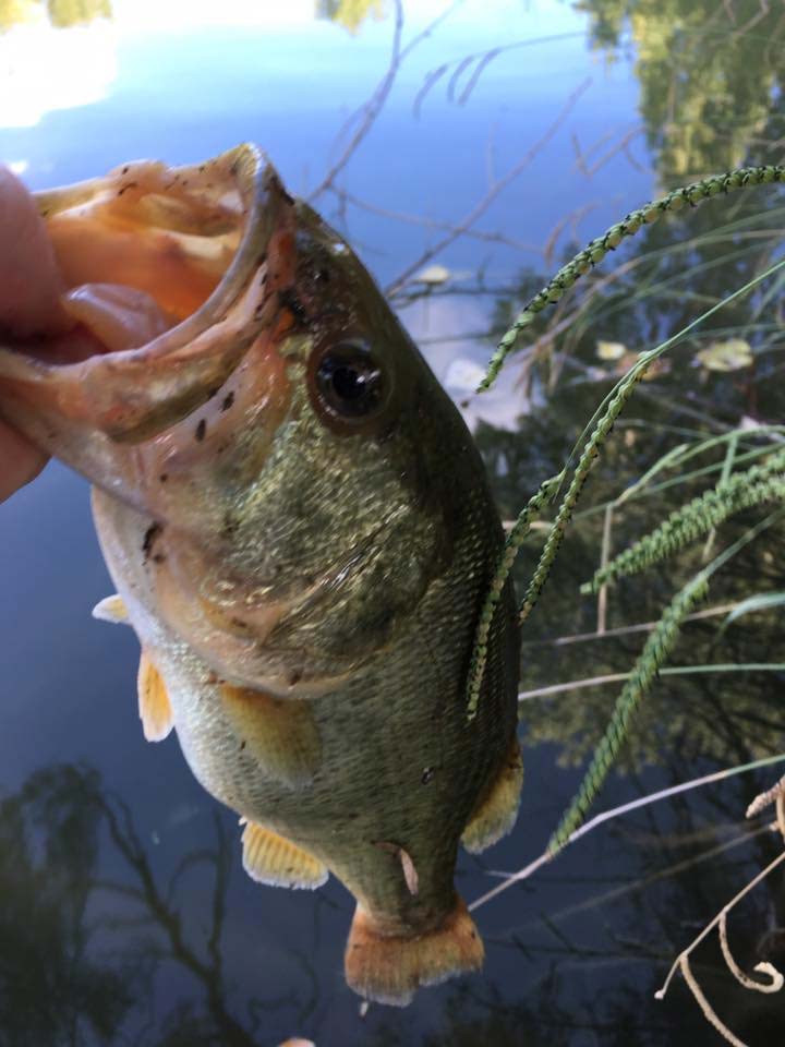 Yum Dinger worm catches of today. : r/bassfishing