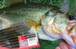 Fishing Senkos, Yum Dingers, and Plastic Stick Baits Senko Style Baits