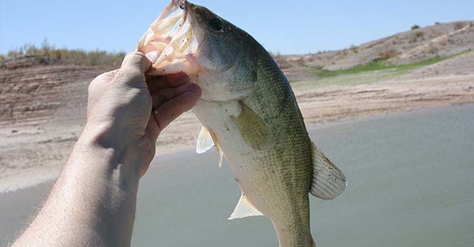 Largemouth Bass Fishing From A Paddle Boat at Lake Mead, Nevada 