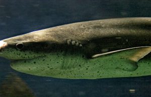 Australian Fisherman performs C-SECTION on dead shark and releases 98 pups into the sea Broadnose sevengill shark