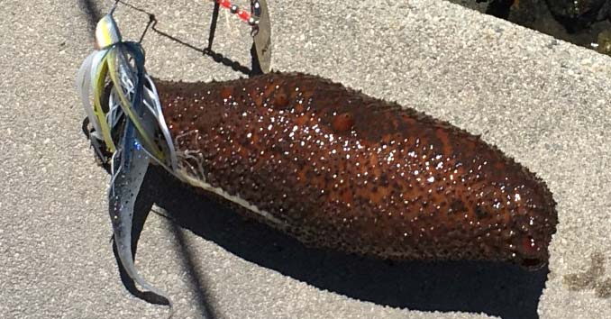 sea cucumber