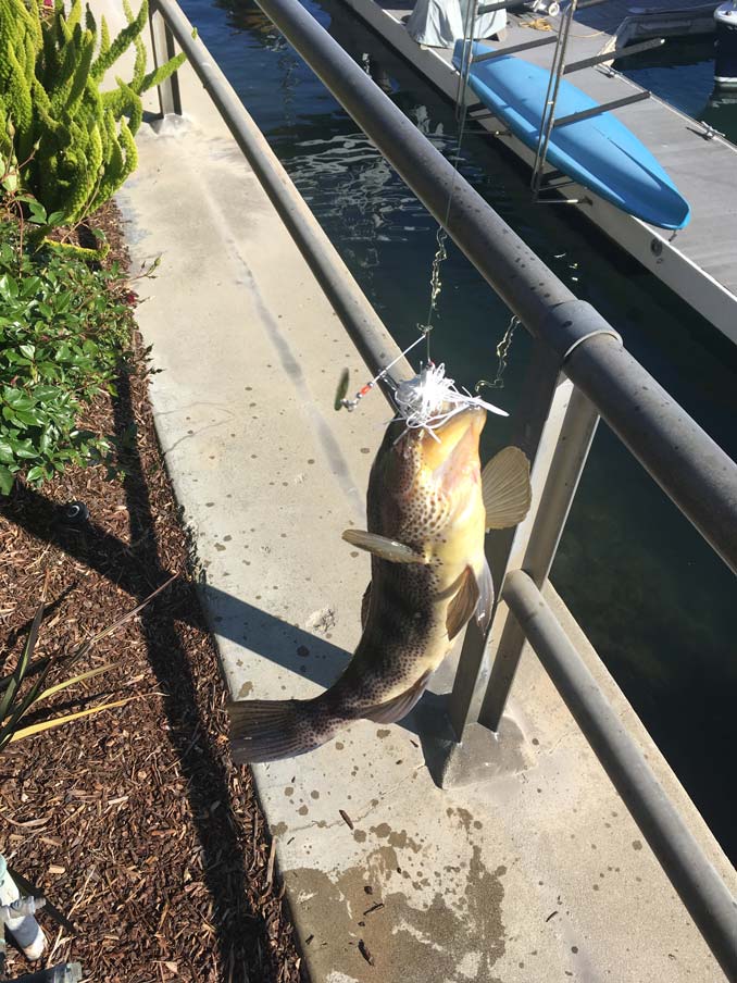 Spotted Bay Bass Caught on a Spinnerbait