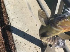 Fishing for Spotted Bay Bass in Southern California spotted bay bass