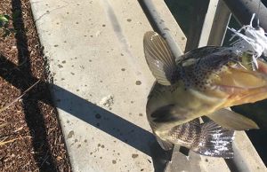 Fishing for Spotted Bay Bass in Southern California spotted bay bass