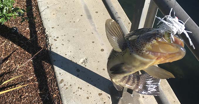 Barred Sand Bass. Shore fishing in Southern California. 